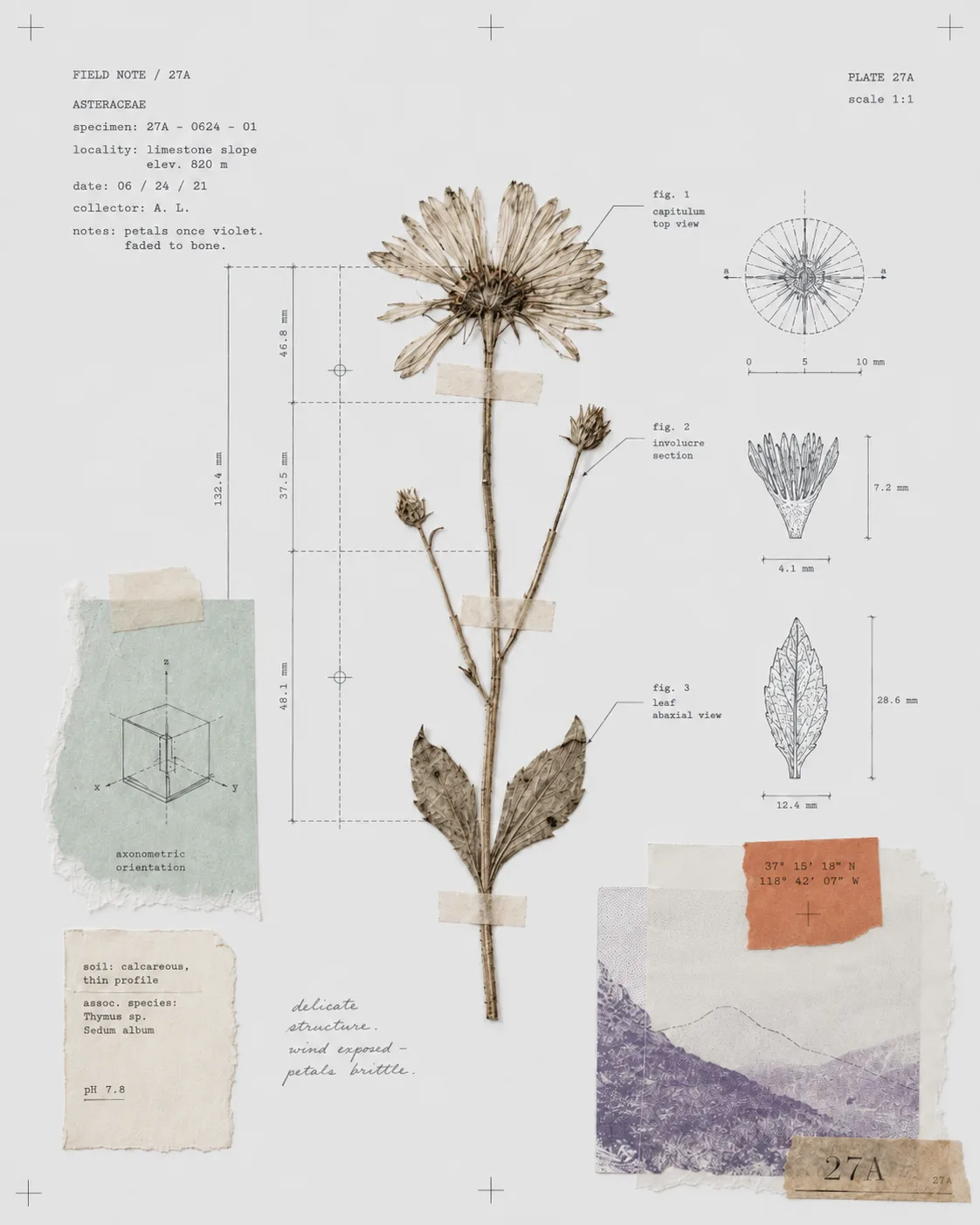 Herbarium plate 27A: a pressed Asteraceae specimen taped to a field-note sheet, with capitulum, involucre, and leaf studies, measured dimensions, and handwritten collection notes